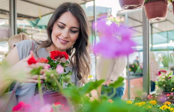 Mujer joven sosteniendo geranio en maceta de barro en el centro del jardín. Mujer joven comprando flores en el mercado jardín centro — Foto de Stock