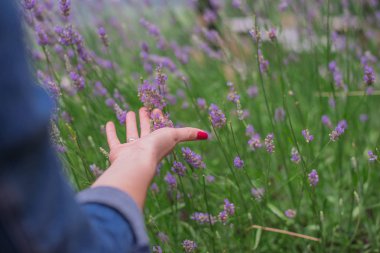 Lavanda çiçek dokunmadan el
