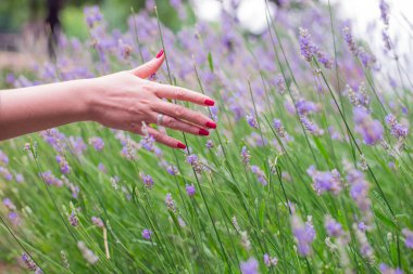 Lavanda çiçek dokunmadan el