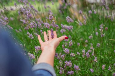 Lavanda çiçek dokunmadan el