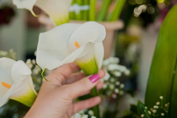 Manos de mujer sosteniendo lirio de arum blanco — Foto de Stock