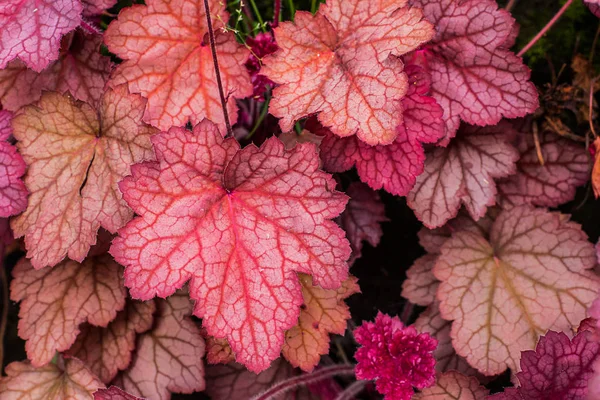 Heuchera. Ломикаменеві сім'ї . — стокове фото