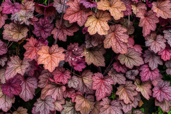 Heuchera. Ломикаменеві сім'ї . — стокове фото