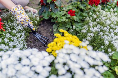 woman spudding soil with ripper tool in garden, closeup clipart