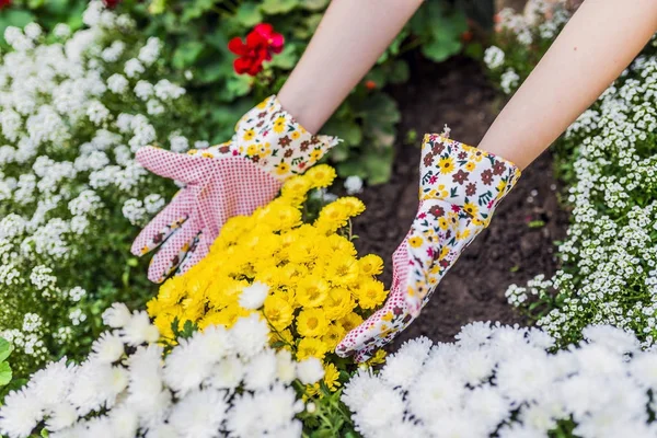 Händerna Kvinna Plantering Vackra Gula Krysantemum Trädgårdsmästare Att Hand Blommorna — Stockfoto