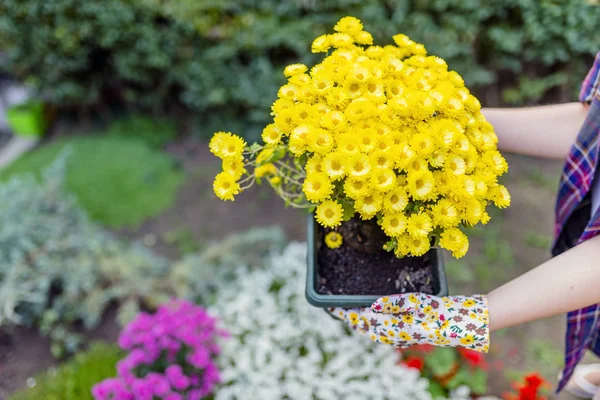 Manos Mujer Sosteniendo Olla Hermosos Crisantemos Amarillos Jardinero Cuidando Las —  Fotos de Stock