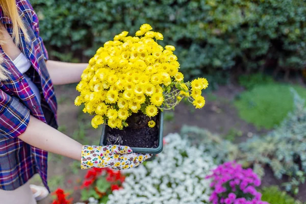 Hands of woman holding beautiful yellow chrysanthemums in pot. Gardener taking care of flowers in garden — Stock Image Hands Woman Holding Beautiful Yellow Chrysanthemums Pot Gardener Taking Care Royalty Free Stock Images