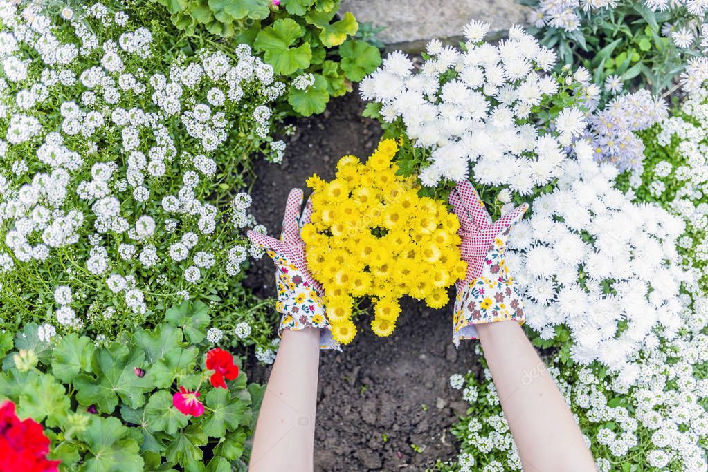 hands of woman planting beautiful yellow chrysanthemums. Gardener taking care of flowers in garden