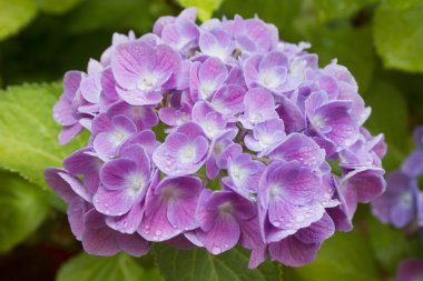 HORTENSIA de renk violeta