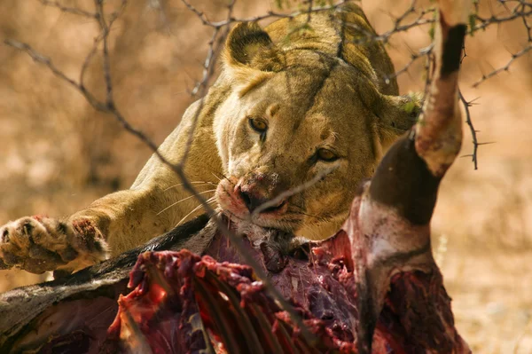 Львица ест добычу, Kgalagadi Transfontier Park, Намибия — стоковое фото