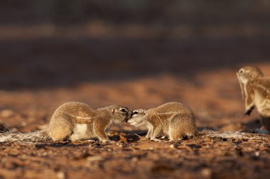 Cape zemin sincapları