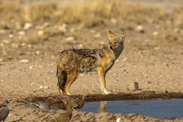 Chacal salvaje en Safari — Foto de Stock