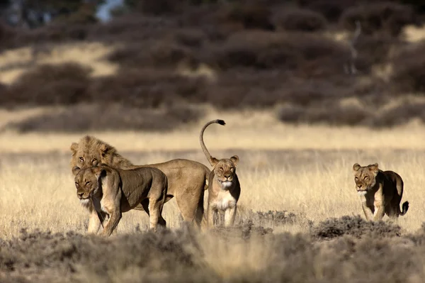 dişi aslan ve aslan-Safari