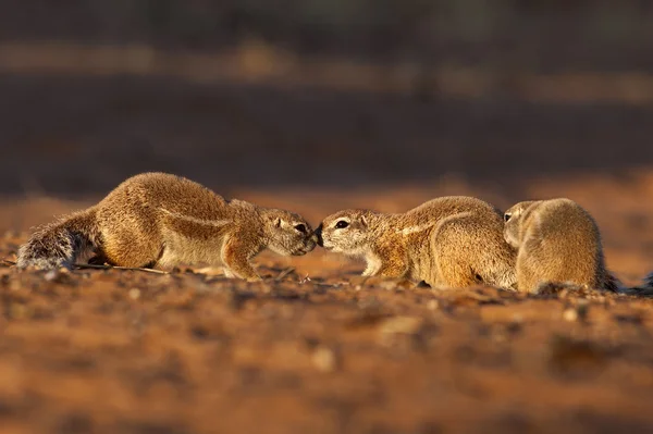 Écureuils terrestres du Cap — Photo