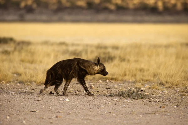 Brown Hiena caminhando para Rooiputs waterhole — Fotografia de Stock