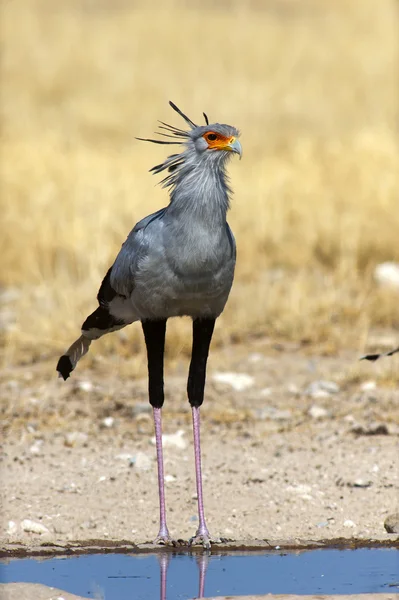 Secretary Bird pití v poledne — Stock fotografie