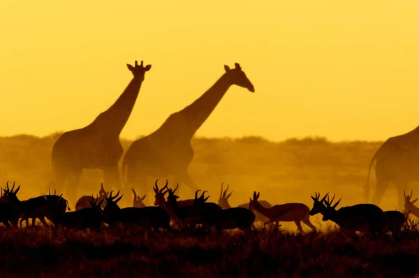 Girafas e gazelas ao pôr do sol — Fotografia de Stock