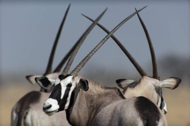 Gemsbok veya Beisa Orix Anthelopes