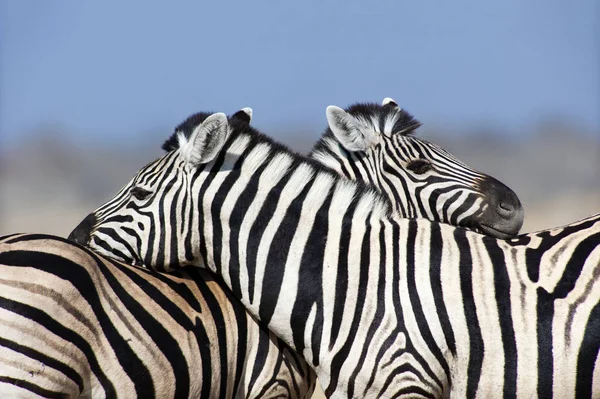 Zebras no Parque Nacional de Etosha, Namíbia — Fotografia de Stock