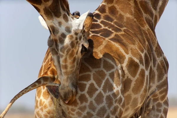 Żyrafy w Etosha National Park — Zdjęcie stockowe