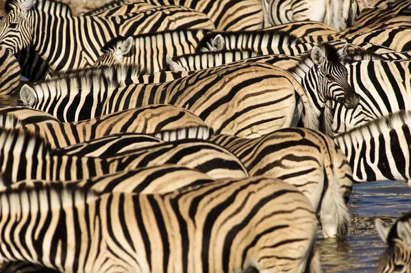 Зебр пити на Okaukuejo waterhole — стокове фото