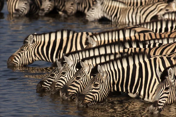 Zebras bebendo no poço do Okaukuejo — Fotografia de Stock