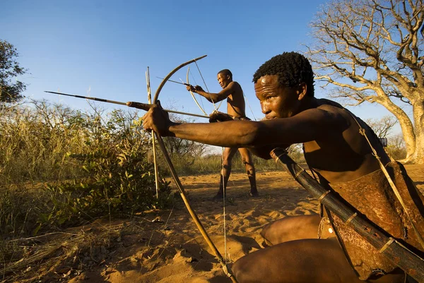 Grashoek で狩りをシミュレートするブッシュマン — ストック写真