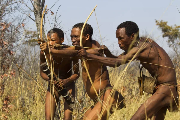 Bushmen cazando con arcos y flechas —  Fotos de Stock