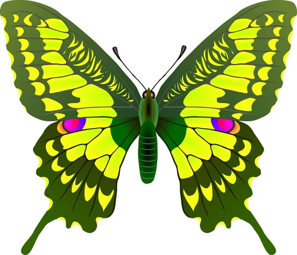 Renk papilio kelebek 