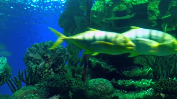 Een kudde van gele vis zwemmen langs de Camera op de achtergrond van koralen, grote Stingray stekken in het Aquarium van Oceanarium — Stockvideo