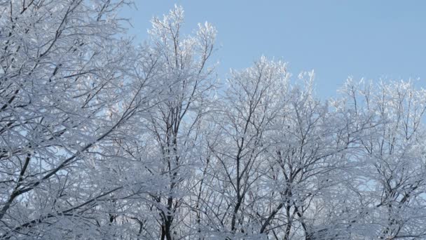 Vackra snöiga skogen, 4k — Stockvideo