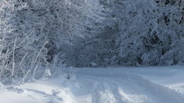 Güzel Snowy orman, orman yolu, orman peri, 4k