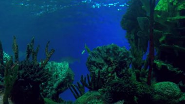 Büyük köpek balığı yüzen mercan Oceanarium akvaryum arka plan üzerinde kamera boyunca