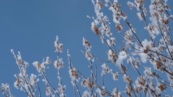 Nahaufnahme von Ästen im Winter — Stockvideo