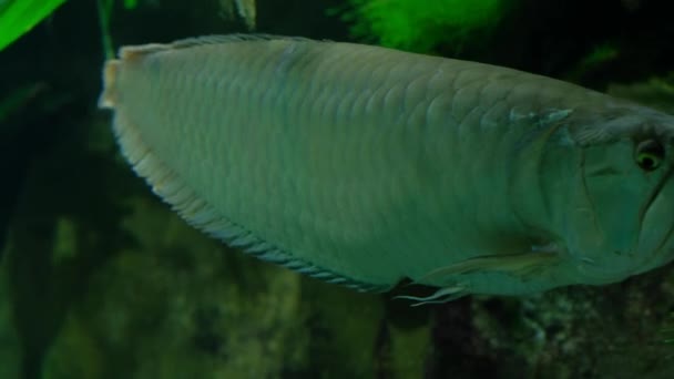 Stor fisk med gyllene skalor simmar nära kameran i akvariet av Oceanarium — Stockvideo