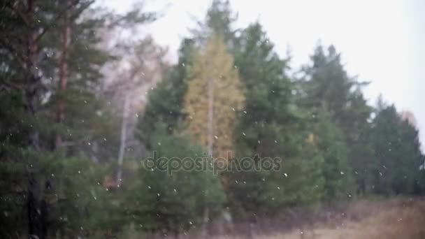 Der erste Schnee fällt langsam im Wald, Zeitlupe, Schnee im Wald — Stockvideo