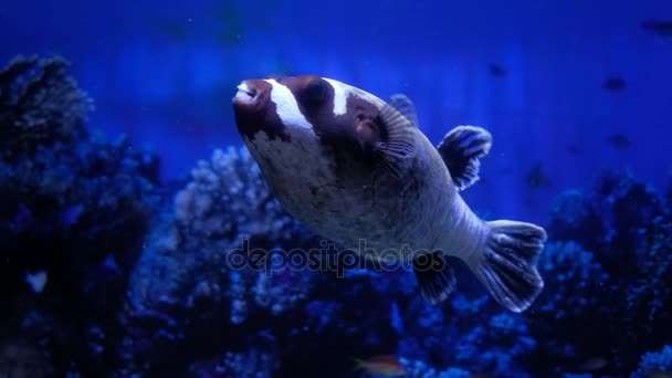 Bellied vissen met grote ogen zwemmen in het Aquarium op de blauwe achtergrond, zwarte en witte kleuren — Stockvideo