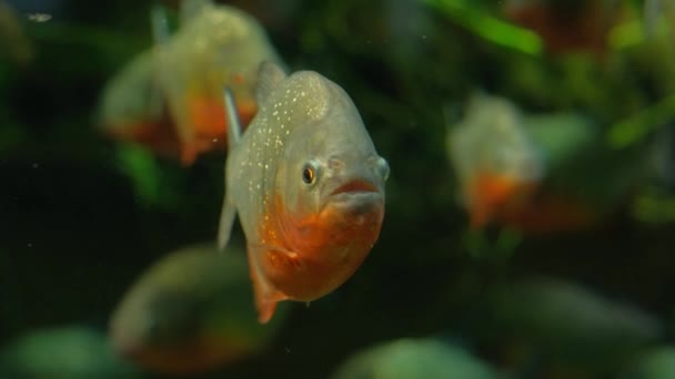 녹색 배경에 수족관 수족관에서 수영 piranhas 울트라 Hd 4 k — 비디오
