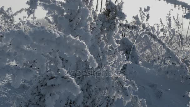 Plantas bonitas balançando cobertas com neve, plantas foram cobertas com neve com geada — Vídeo de Stock