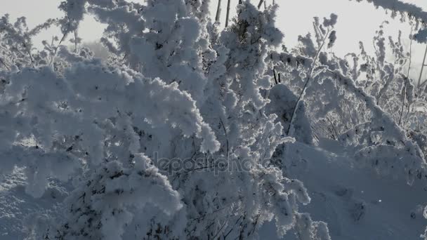 摇曳的覆盖着雪的美丽植物，植物覆盖着霜雪 — 图库视频影像