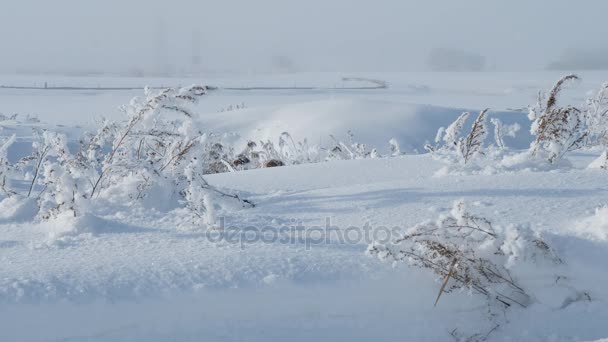 Vinter på den ryska landsbygden, växterna är täckta med snö, snöiga fältet, snön faller — Stockvideo