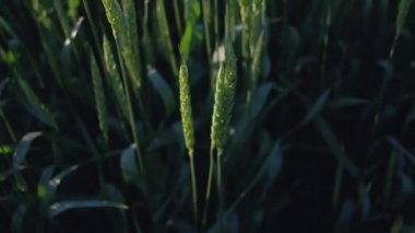 4 k Uhd - şaşırtıcı doğa, yeşil buğday kulaklar