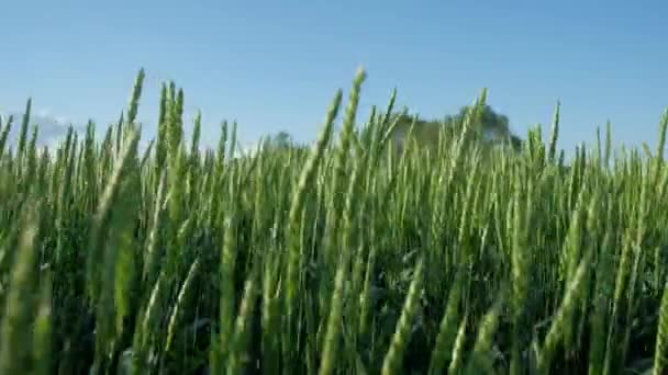 Zelená pšenice uši proti modré obloze, nový výsev čerstvé pšeničné, 4 k Uhd, úžasné přírody — Stock video