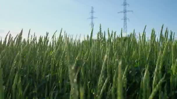 对大的电力线路，年轻的小麦作物背景电力铁塔，电力线路上的绿色小麦耳朵 — 图库视频影像