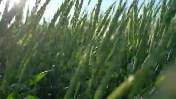 令人惊异的性质，小麦在大风，4 k 到中摇曳的绿色耳朵 — 图库视频影像
