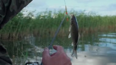 bir balıkçı kamera balık yakaladı ve kaldırır From Hook gösterir