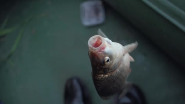 Närbild: Fisk var Spinning på kroken, fångade fisk — Stockvideo