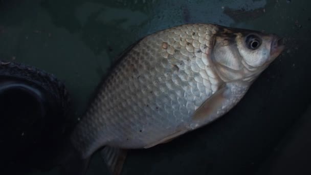 Close-Up: Verse gevangen vis ligt in de boot openen van de mond — Stockvideo