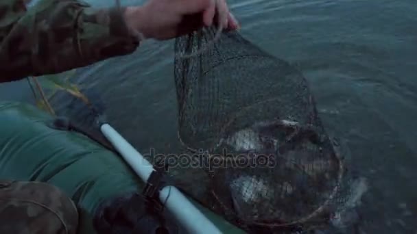 Nagy fogás, halász mutatja a fogási édesvízi hal a tóban műanyag rács. Halat fogni. Ponty és busa. Gyom hal — Stock videók