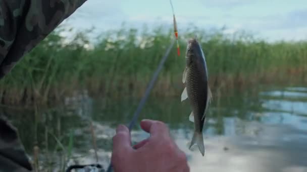 En fiskare visar på kamera fångade fisk och tar bort det från the Hook — Stockvideo